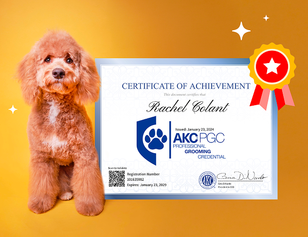 Brown poodle mix beside AKC-PGC grooming certificate representing professional credential preparation through Groom Curriculum