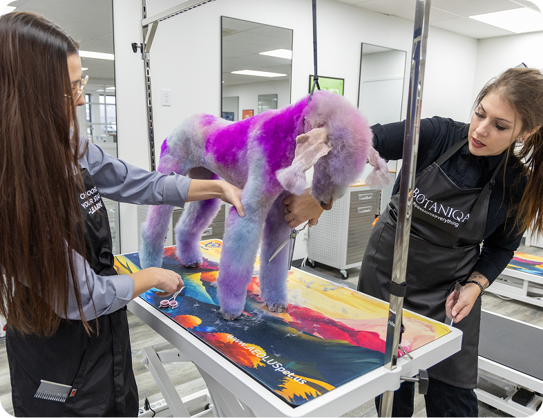 Dog grooming instructors demonstrating coat styling techniques during hands-on training session at Groom Curriculum partner college