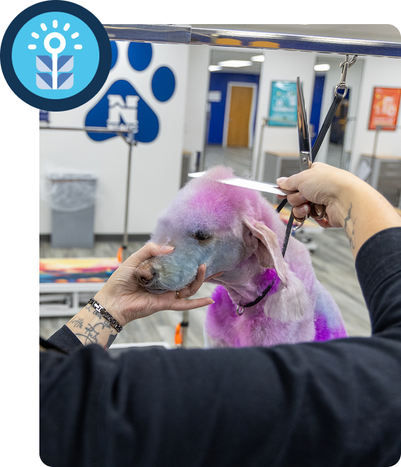 Professional groomer scissoring a creatively dyed dog at Groom Curriculum training facility