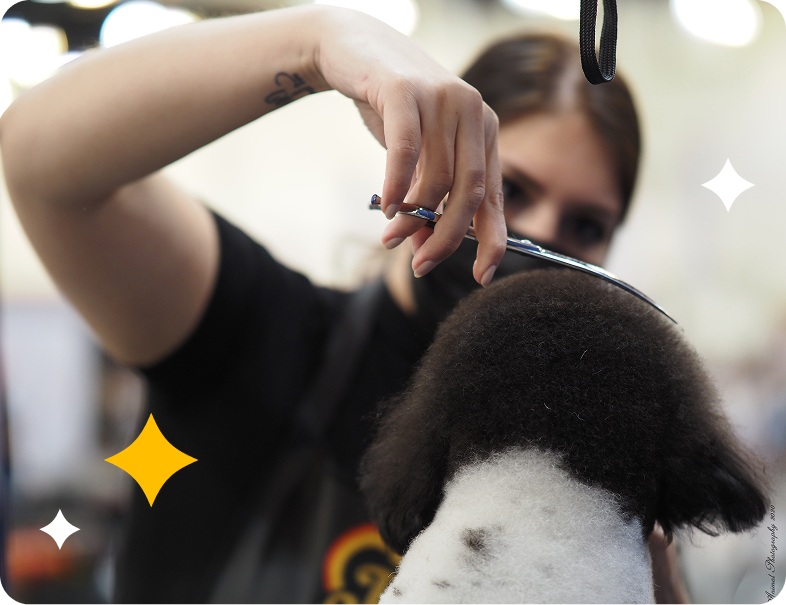 Professional dog groomer trimming a dog during hands-on continuing education training session