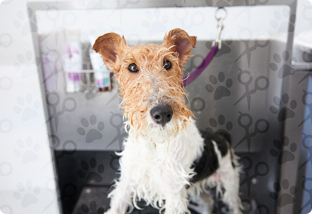 Wire Fox Terrier on grooming table representing professional dog grooming education at Groom Curriculum
